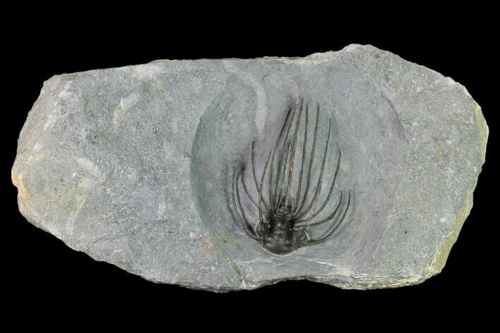 Very Rare, Spiny Heliopeltis Trilobite - Issoumour, Morocco #161104